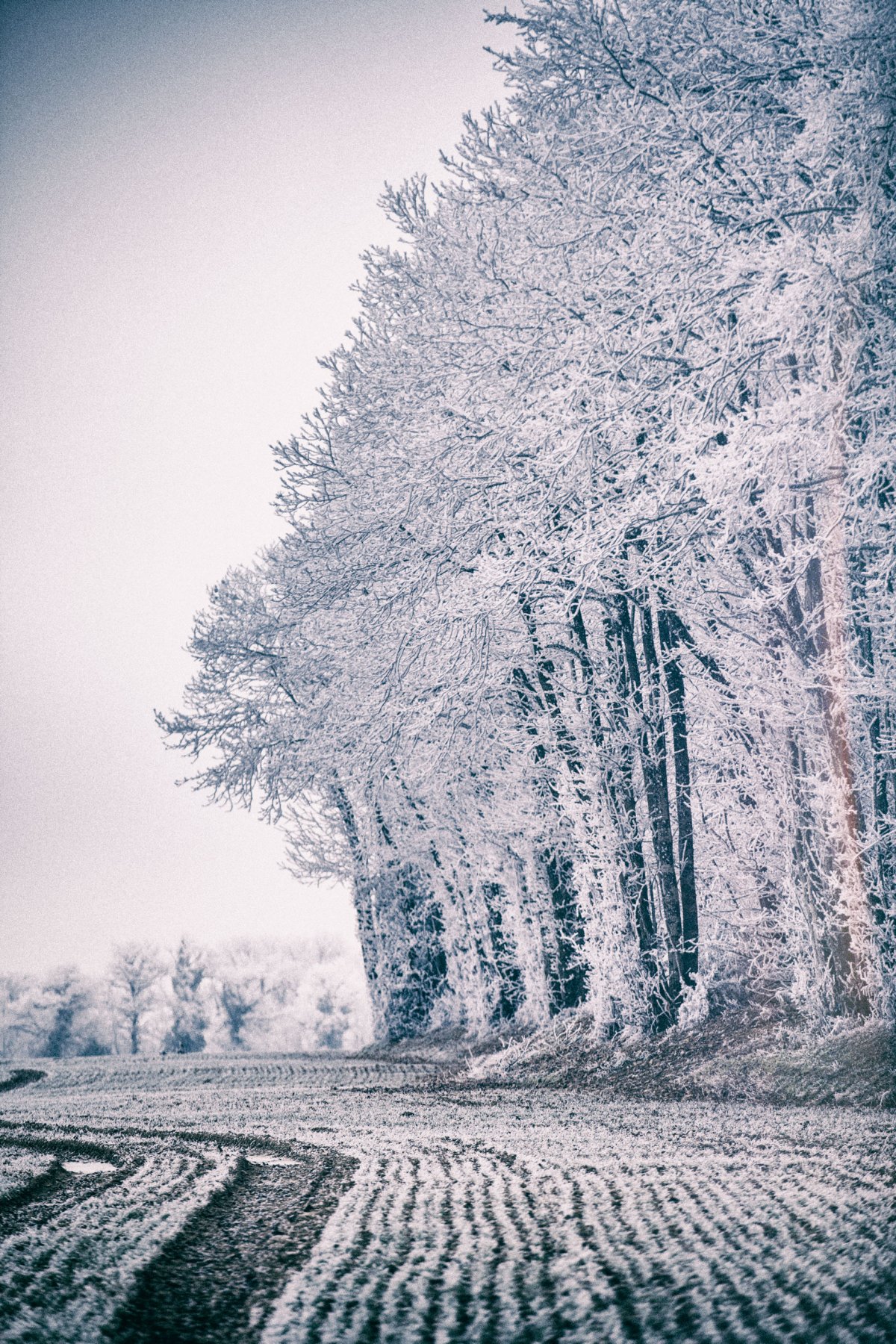 Forêt Blanche