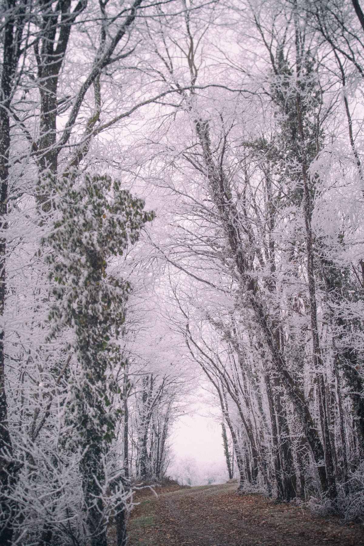 Forêt Blanche