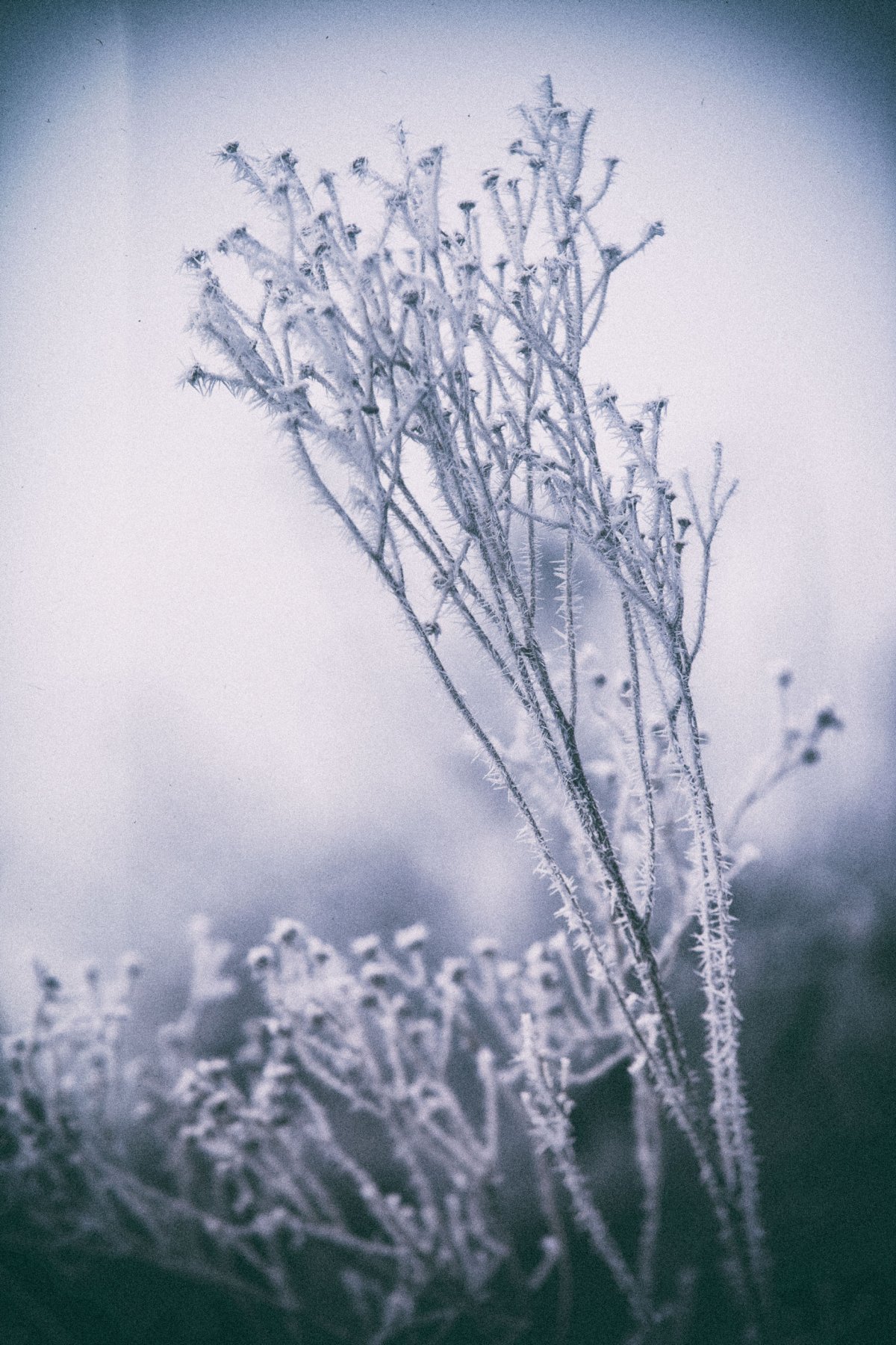 Fleur de givre