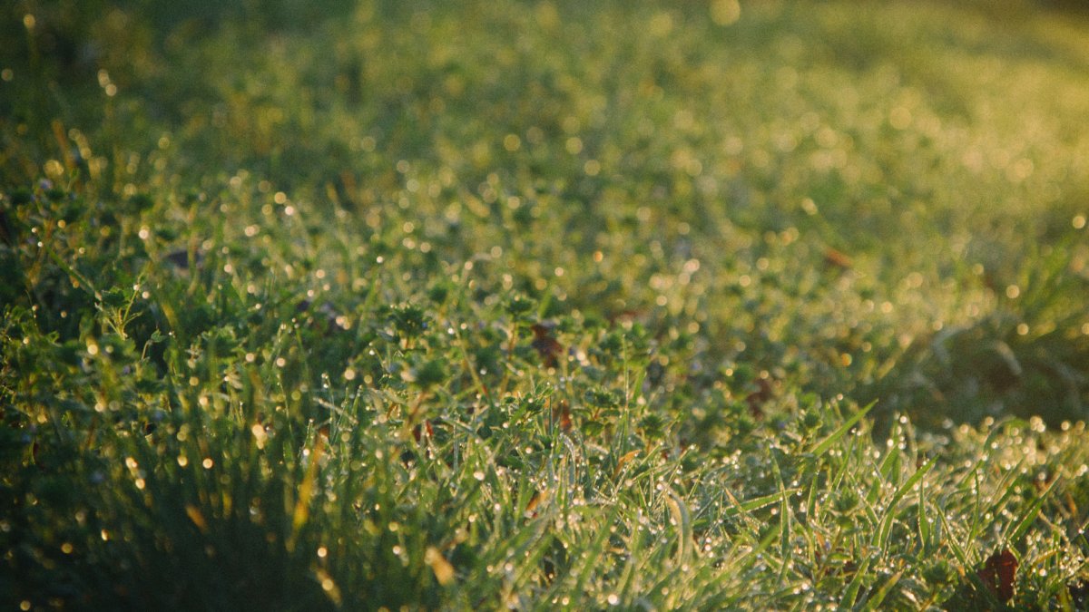 Rosée du matin dans l’herbe