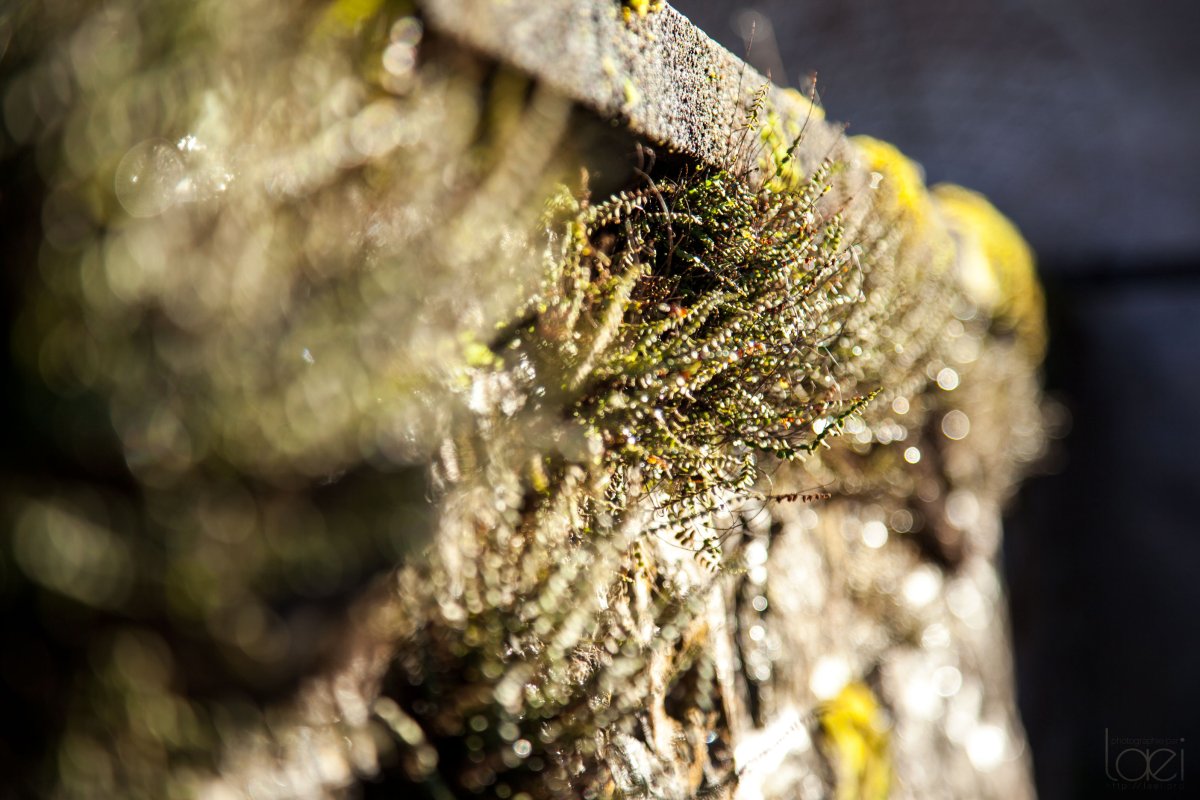 Muret