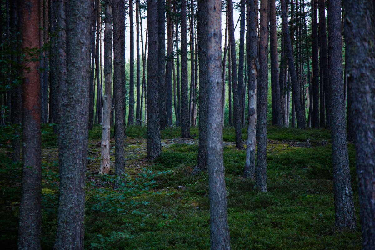 Forêt aux myrtilles