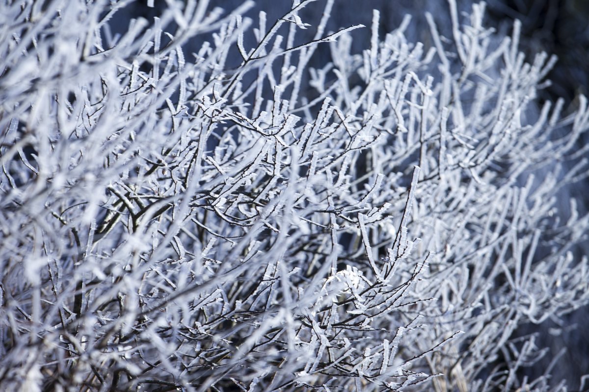 Givre dans les branches