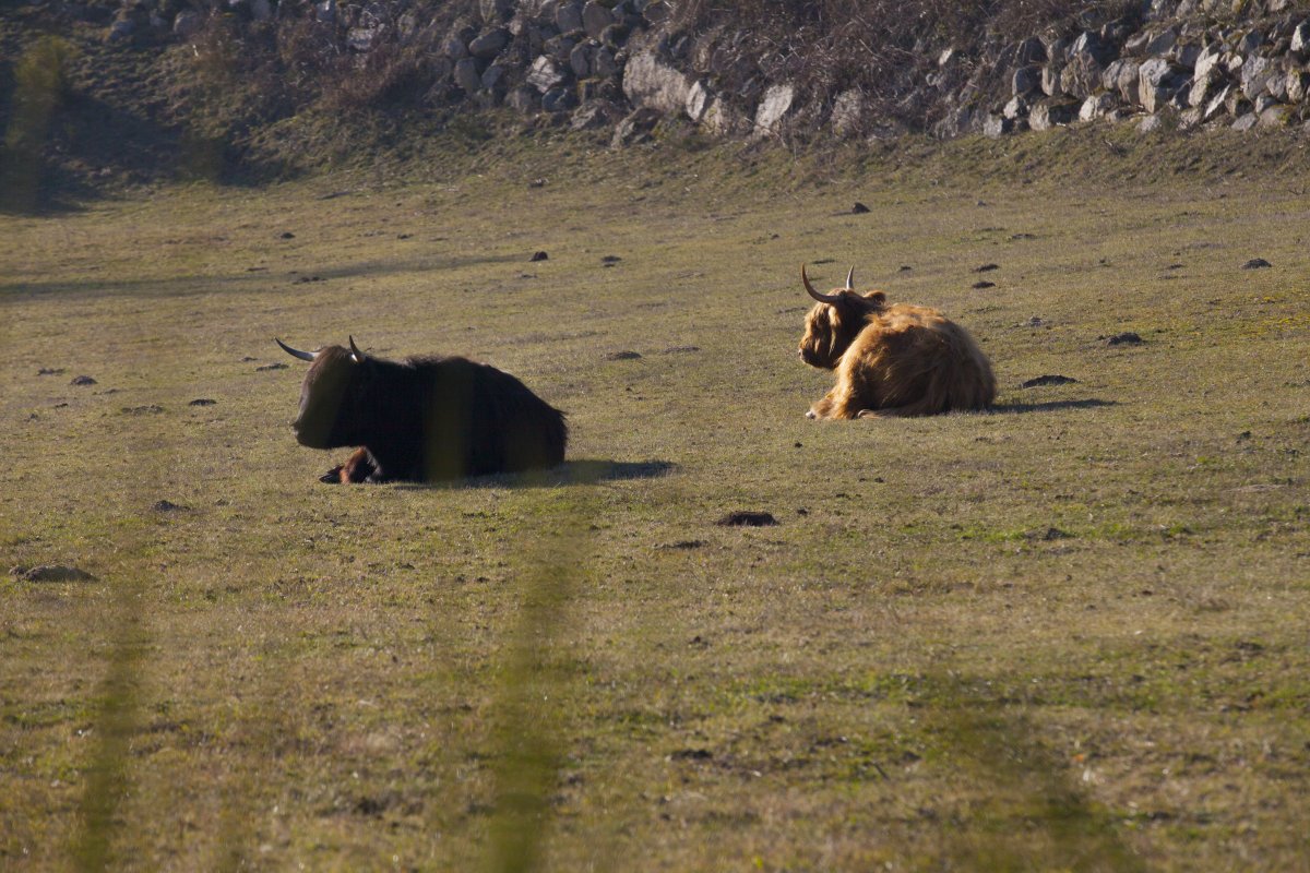 Vaches poilues