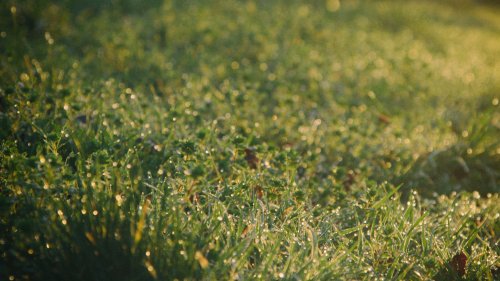 Rosée du matin dans l’herbe