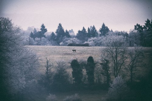 Vache dans le givre