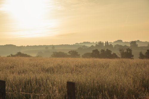 Champs de blé le matin