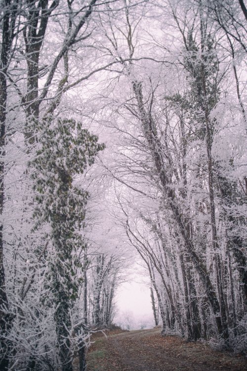 Forêt Blanche