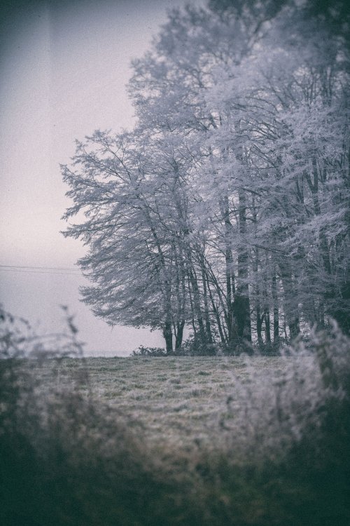 Forêt Blanche