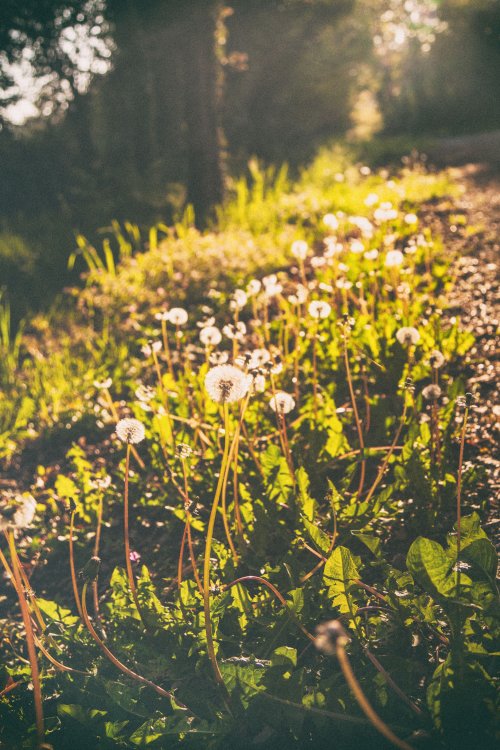 Voie verte le matin
